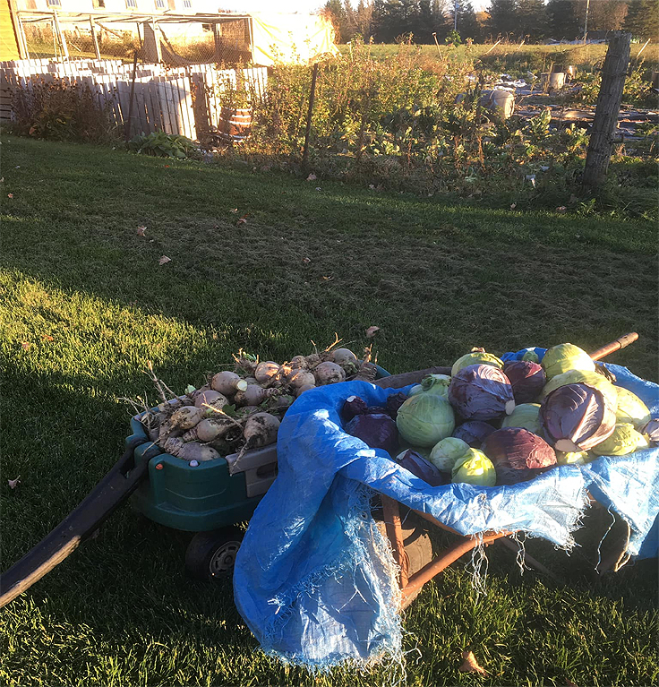 Récolte de légumes en automne