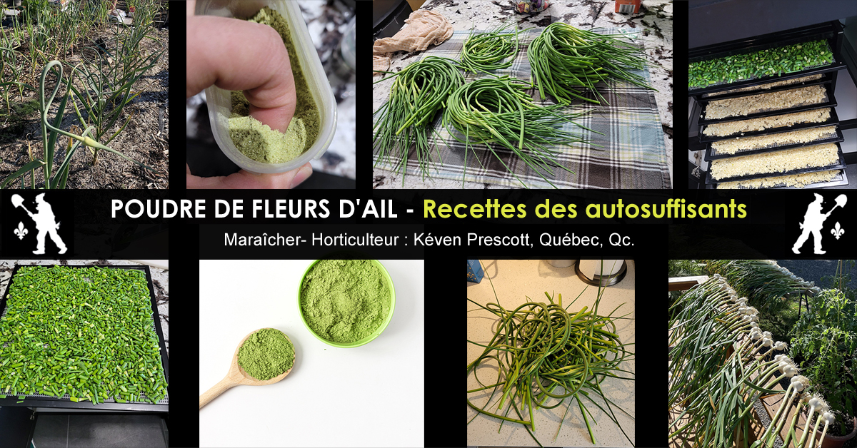 Poudre de fleurs d'ail