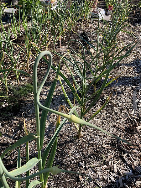 Plant d'ail avec sa fleur