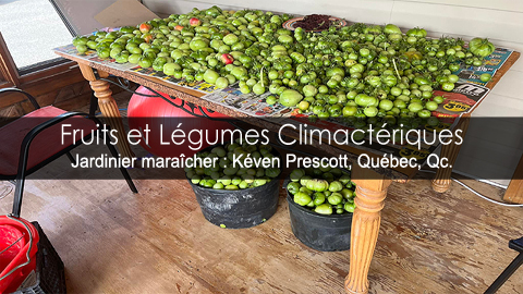 Climactérique - Faire mûrir les fruits