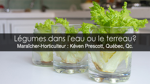 Faire repousser des légumes dans l'eau