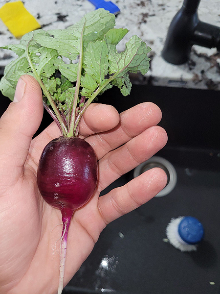 Radis de Kéven Prescott