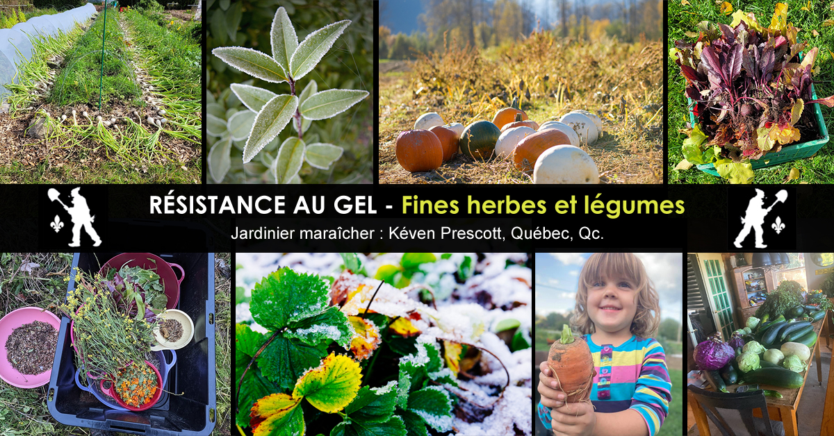 Résistance des légumes au gel