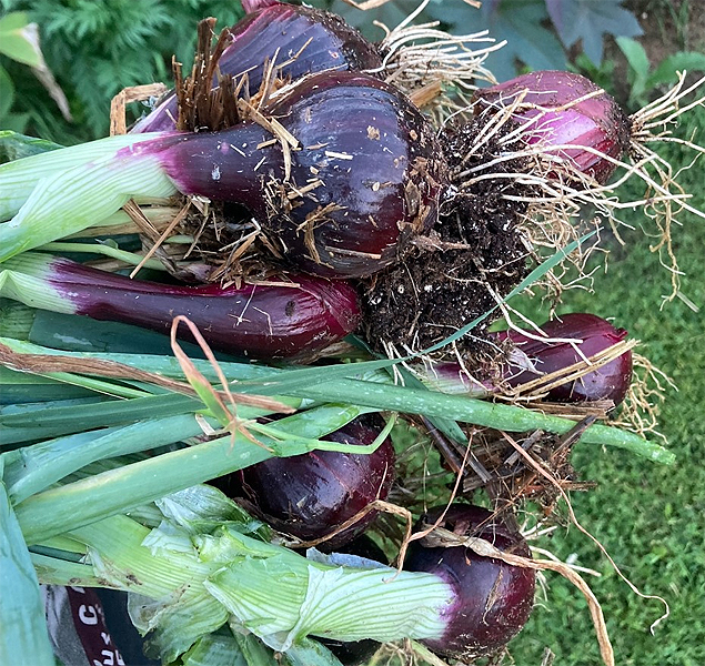 Romarin et oignon compagnonnage