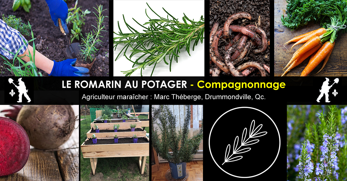 Romarin - Compagnonnage au jardin potager