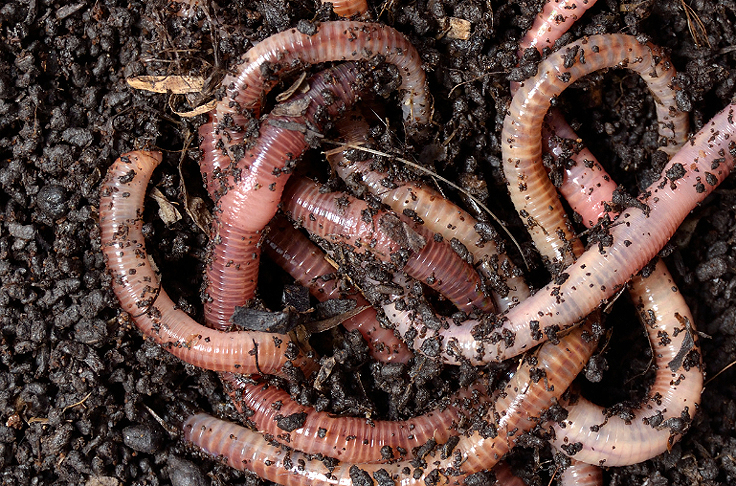 Le Ver de terre ennemi du Romarin