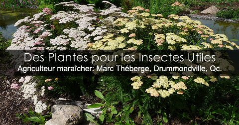 Attirer les insectes utiles avec les plantes