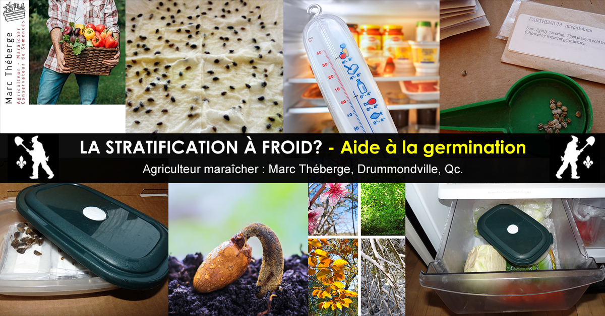 Stratification à froid