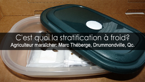 Stratification à froid des graines