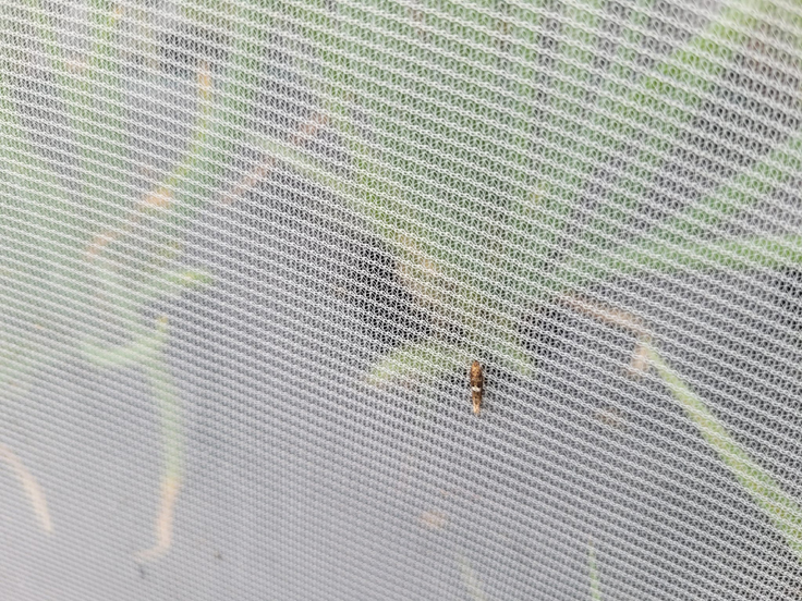 Filet pour lutter contre la teigne du poireau