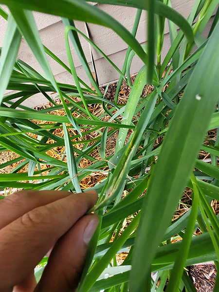 Ravages de la teigne du poireau