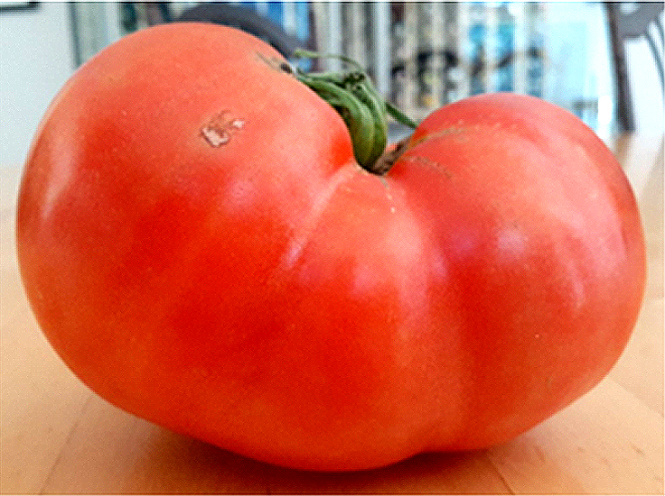 Tomate Athens ou Athènes