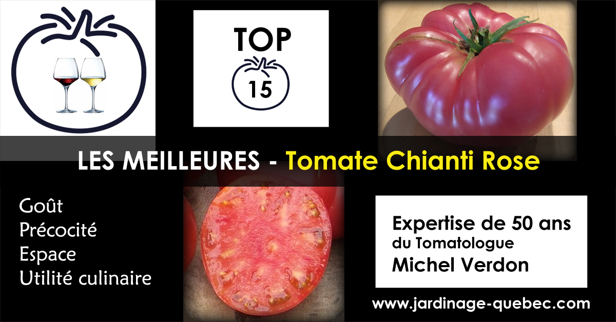 Tomate Chianti Rose