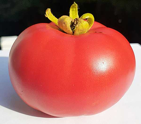 Tomate Heinz H9129