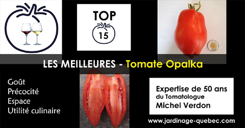 Tomate Opalka Opalska