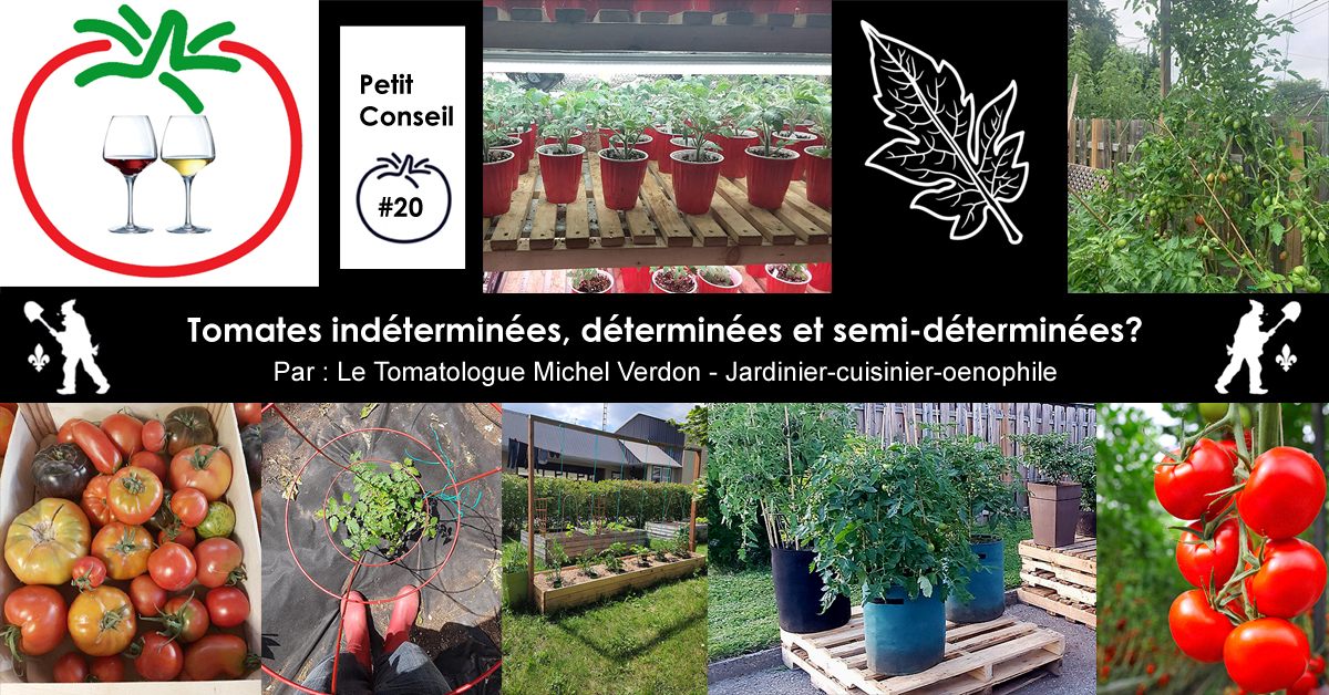 Tomates déterminées indéterminées semi-déterminées