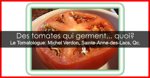 Graines qui germent dans une tomate