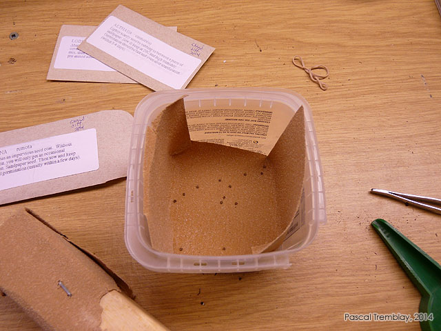 Germination des graines - Germination des semences - Pr�traitement des graines