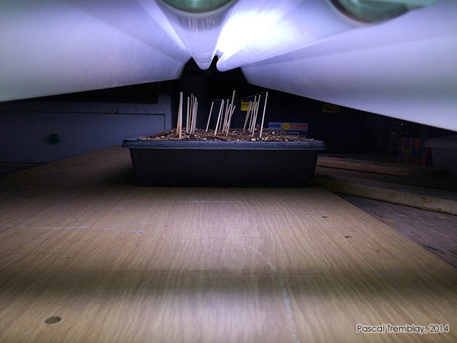 Faire germer semences de tomates - Germination graines de tomates - Plant de tomate