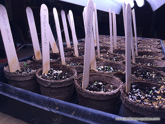 Plantules de tomates - Semis tomates