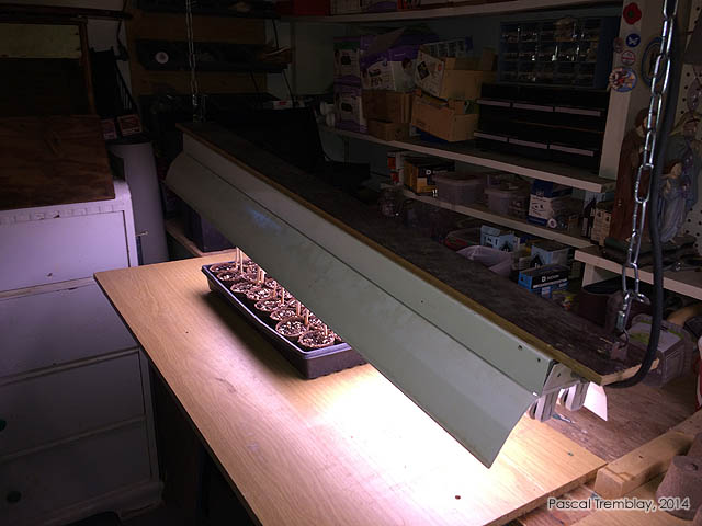 Lampe de culture sur chaines ajustables - Semis intérieur des tomates