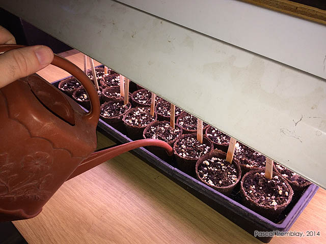 Partir ses plants de tomates à l'intérieur - Faire les semis de plants de tomates