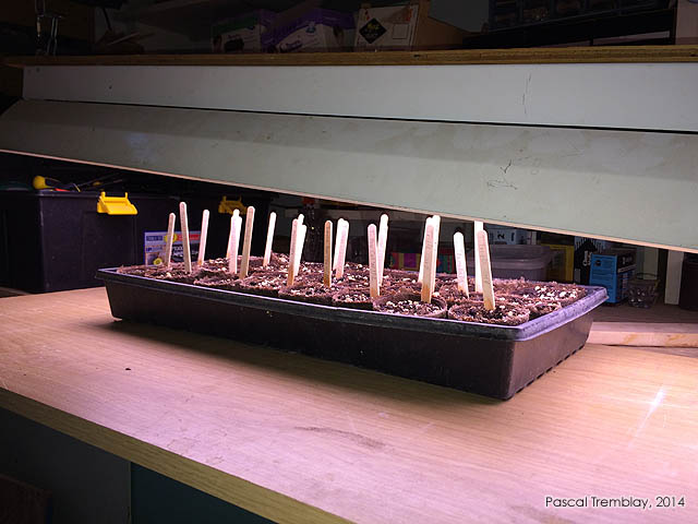 Éclairage plant de tomates - Lampes culture des tomates - Semis tomate