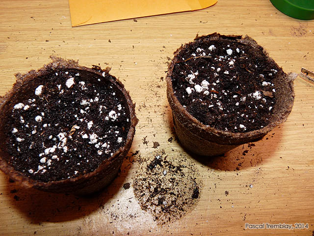 Guide Semences Tomates - Semer des graines de tomates