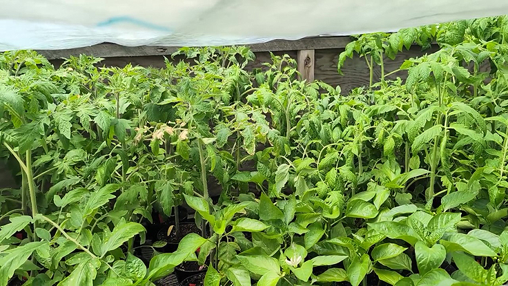Plants de poivrons et de tomates en couche froide