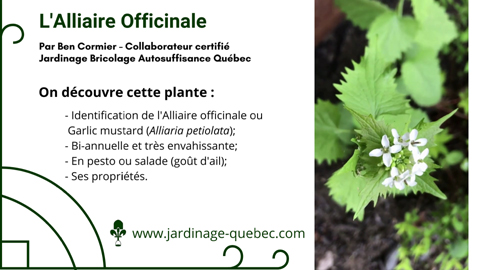 Alliaire officinale