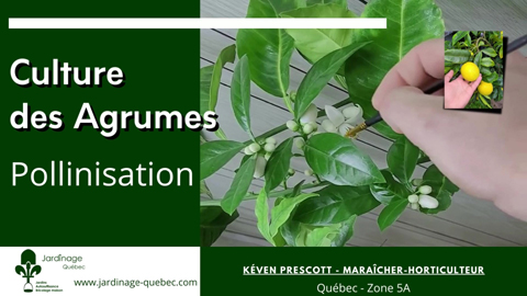 Polliniser les agrumes