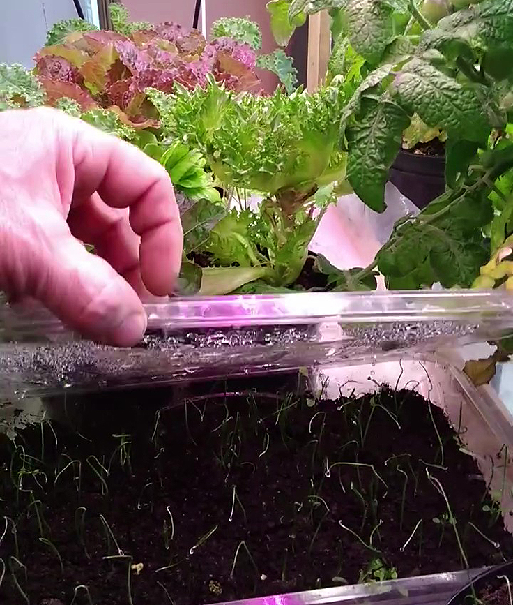 État des cultures à la table de semis de Serge Fortier