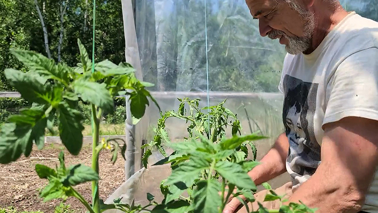 Serge Fortier attache un plant de tomates
