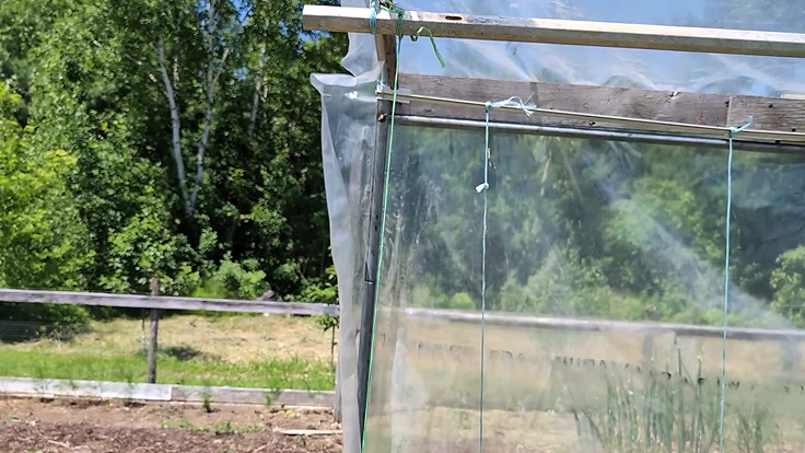 Attacher des plants de tomates dans une serre
