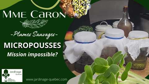 Expérience micropousses et germes