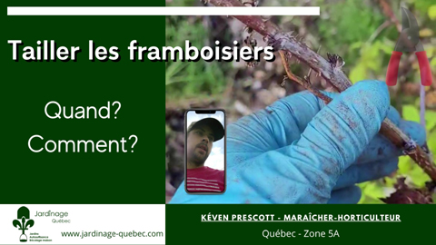 Tailler framboisiers