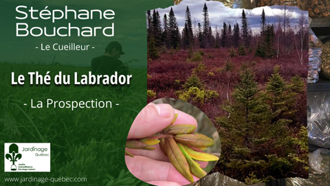 Le Thé du Labrador en prospection
