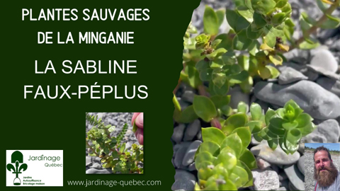 Sabline Faux-péplus
