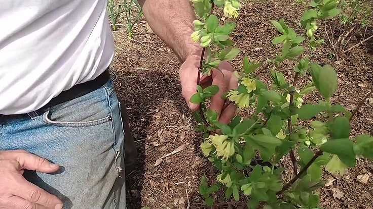 Camerisiers en fleurs