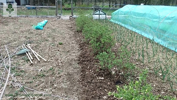 Deux variétés de camerisiers sont nécessaires pour la production de fruits