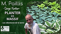 Plantation en massif