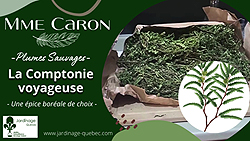 Comptonie voyageuse