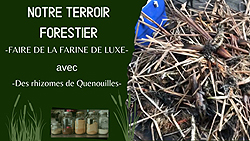 Faire de la Farine avec des rhizomes de quenouilles