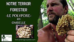 Polypore en ombelle