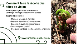 Têtes de violon