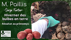 Planter des patates en automne