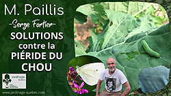 Piéride du chou au potager - Solutions pour s'en débarrasser