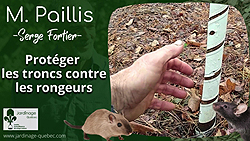 Protéger les troncs d'arbres contre les rongeurs