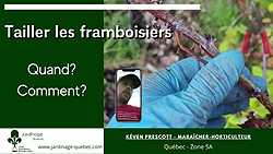 Tailler des framboisiers