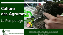 Rempoter agrumes